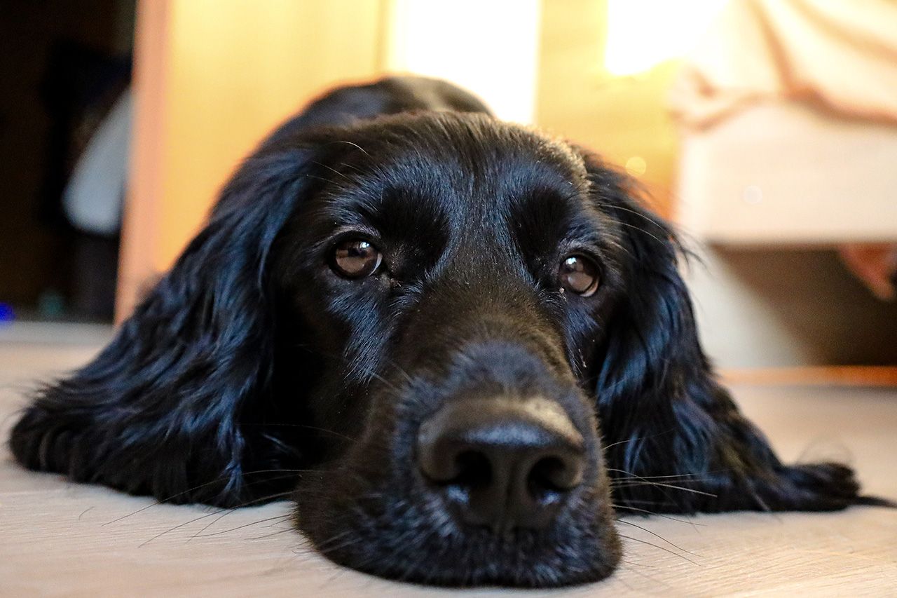 Фото: Елена Майорова. Первые трое суток без хозяина – самое сложное 