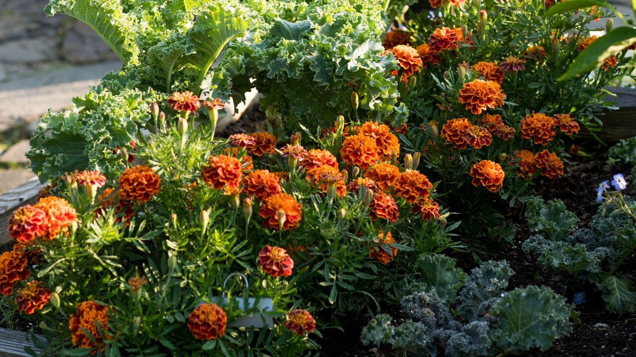 Что надо знать цветоводу в конце сезона