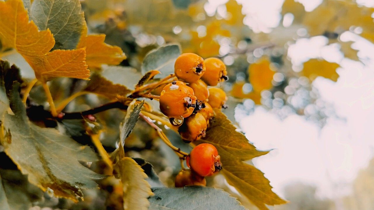 20–21 сентября ожидается дождь в Прикамье
