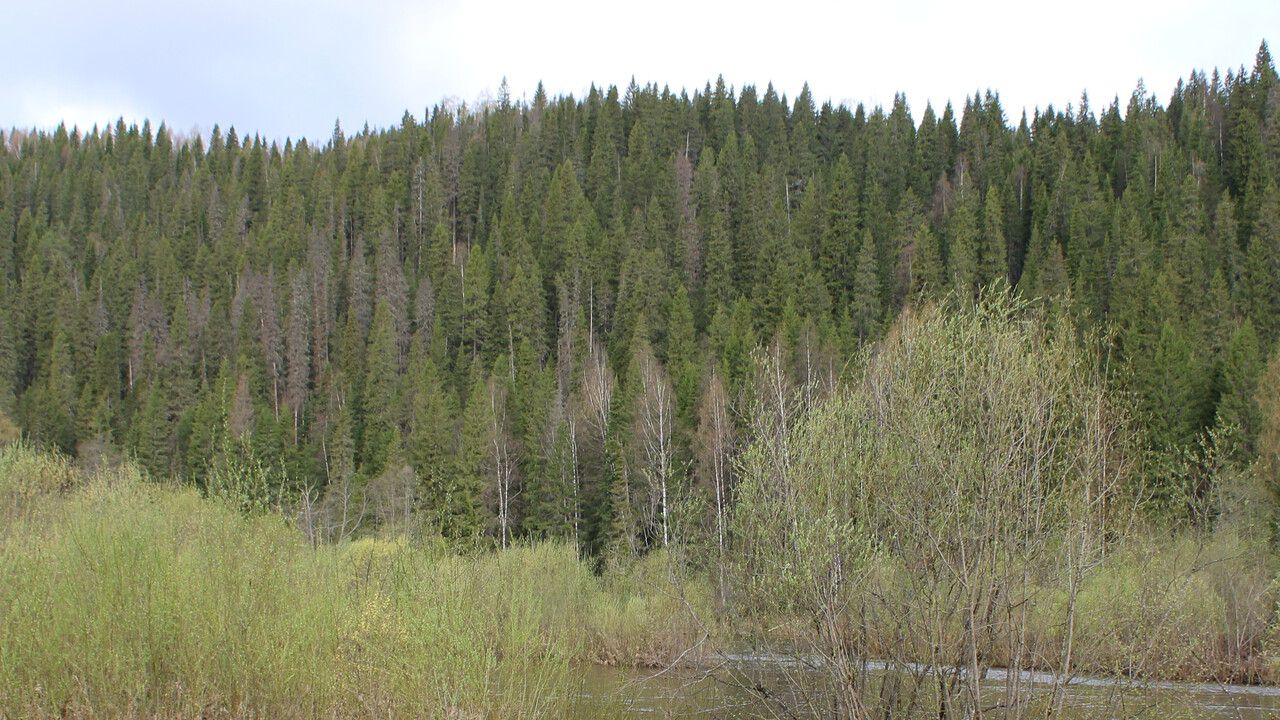 УФСБ задержало группу за незаконную вырубку леса в Горнозаводском округе