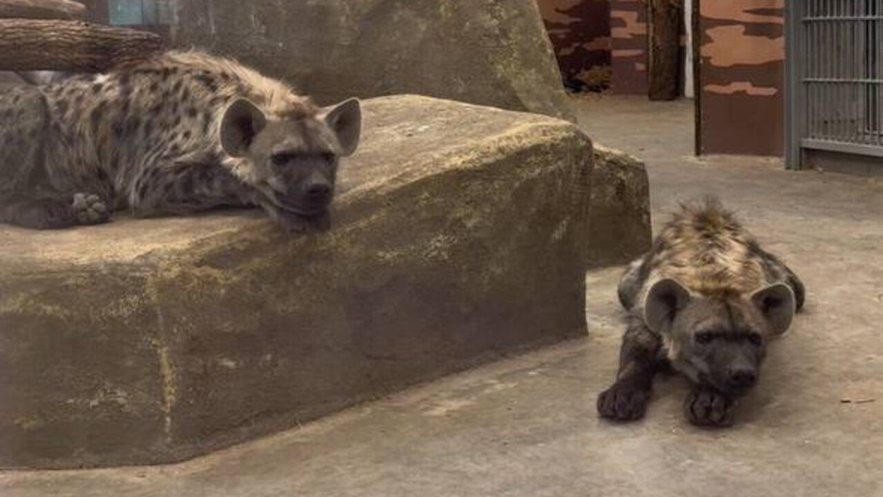 ​Прикамцам предлагают выбрать имена для редких гиен, поселившихся в Пермском зоопарке