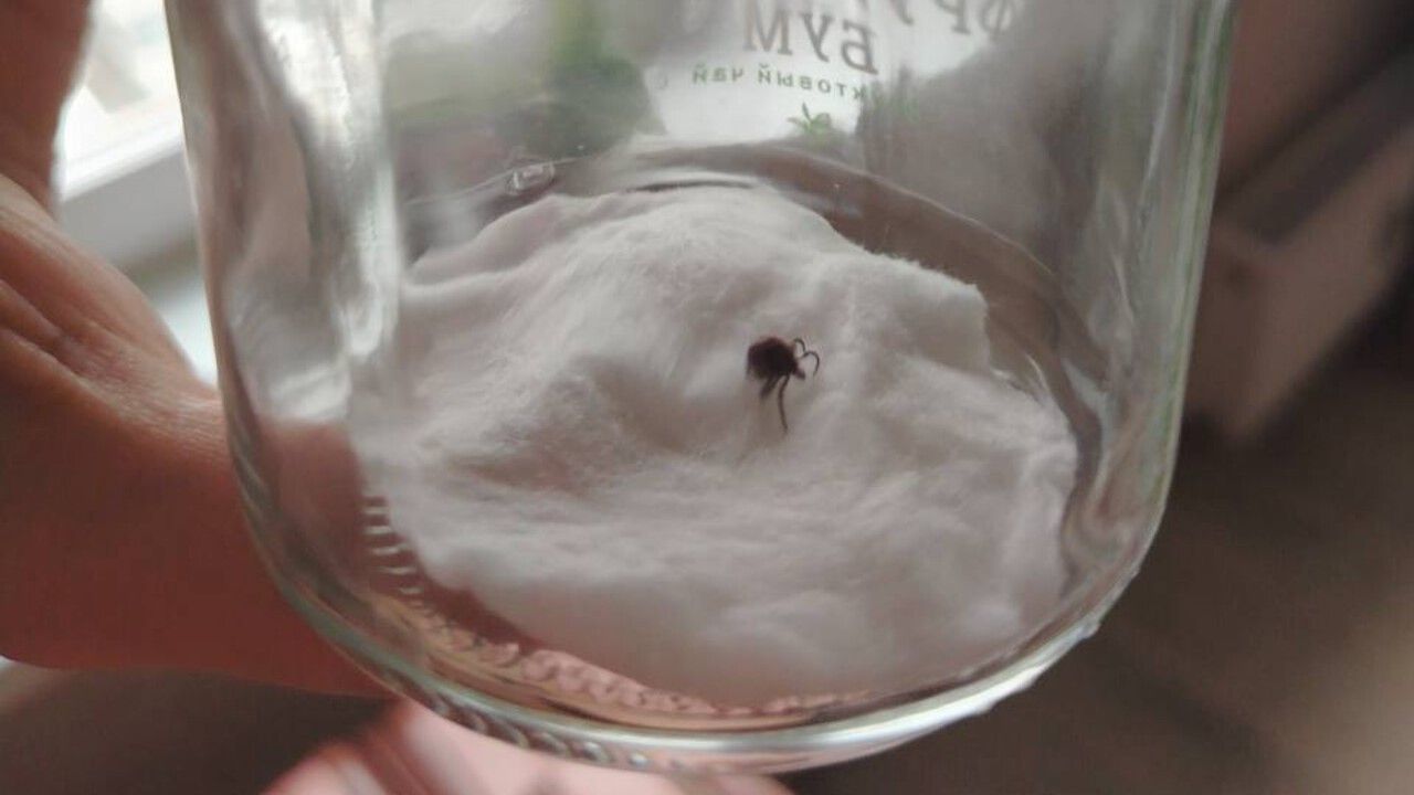 ​Более 150 жителей Пермского края за неделю обратились к врачам из-за укусов клещей