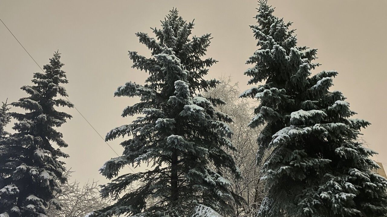 В Перми началась обработка хвойных деревьев специальным составом