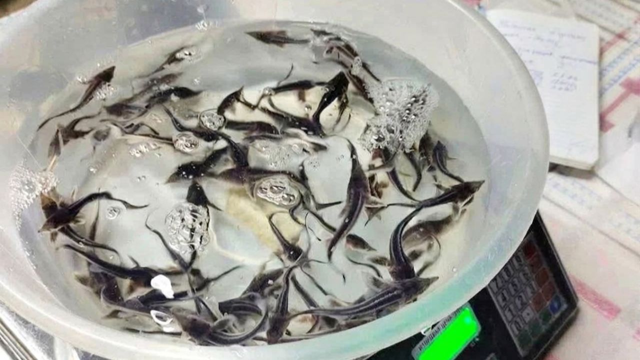 Прикамские предприятия помогли пополнить водоемы сотнями тысяч мальков ценных рыб