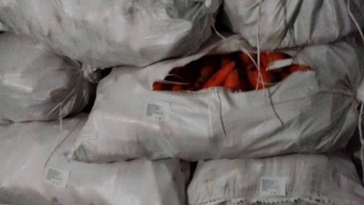 ​В Пермский край впервые за год завезли крупную партию моркови из Киргизии