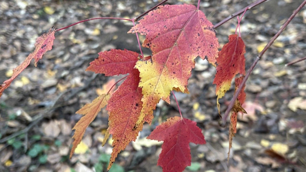 Октябрь в Прикамье будет сухим и чуть теплее нормы