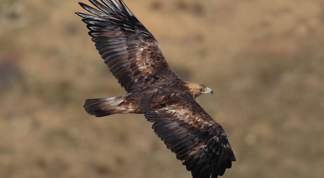 Что придумали пермские орнитологи, чтобы на территории края начали селиться беркуты
