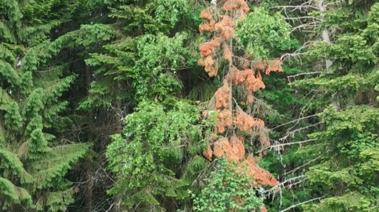 ​Карантинные фитосанитарные зоны по уссурийскому полиграфу на площади свыше 166 тысяч гектаров введены в Пермском крае