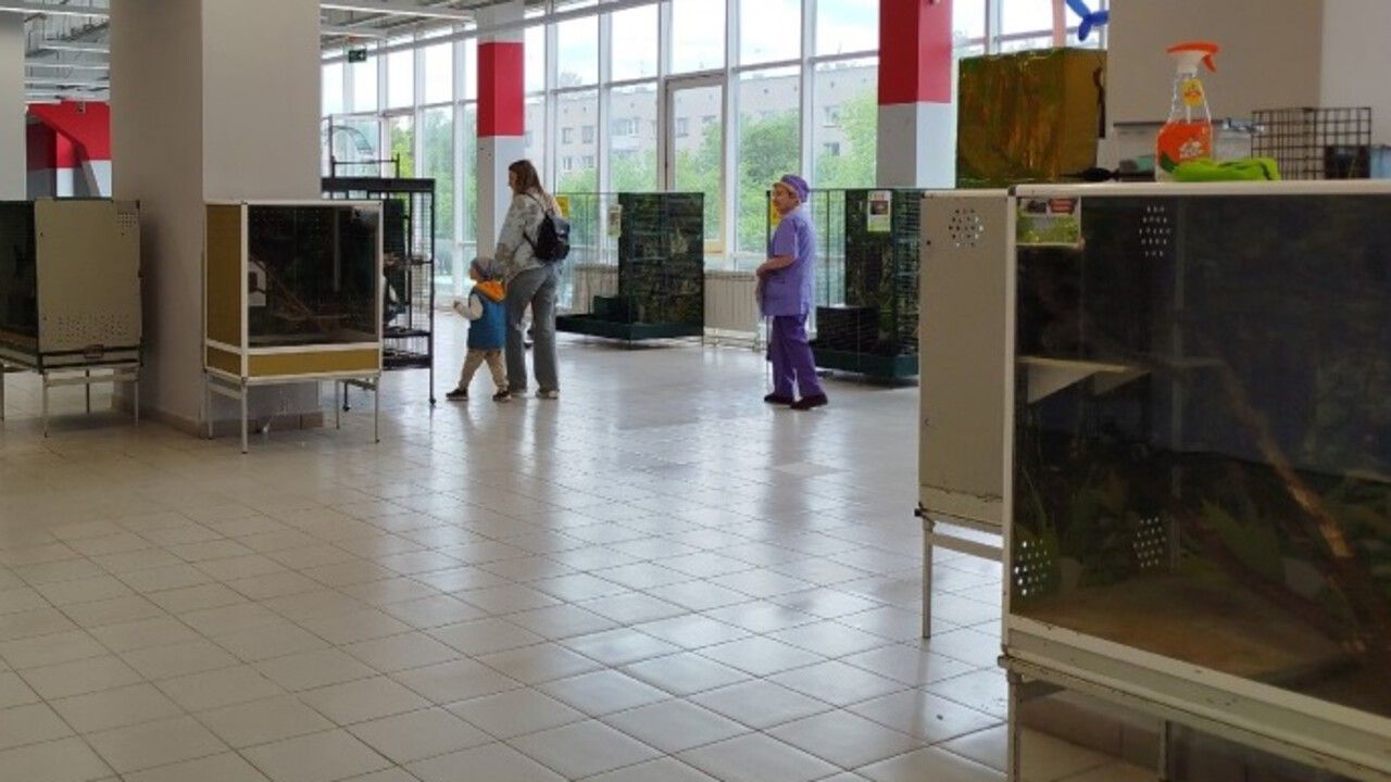 В Краснокамске предпринимателя оштрафовали за организацию выставки животных с нарушениями