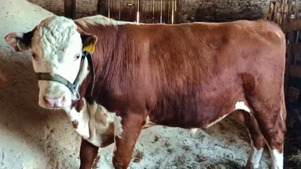 ​Бык герефордской породы из Пермского края признан лучшим на всероссийском конкурсе