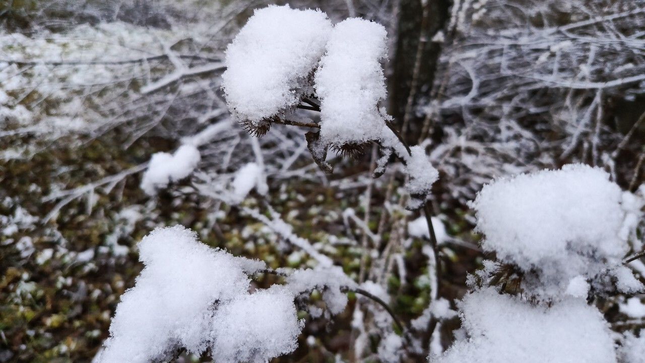 В Прикамье на неделе ожидается теплая погода со снегом