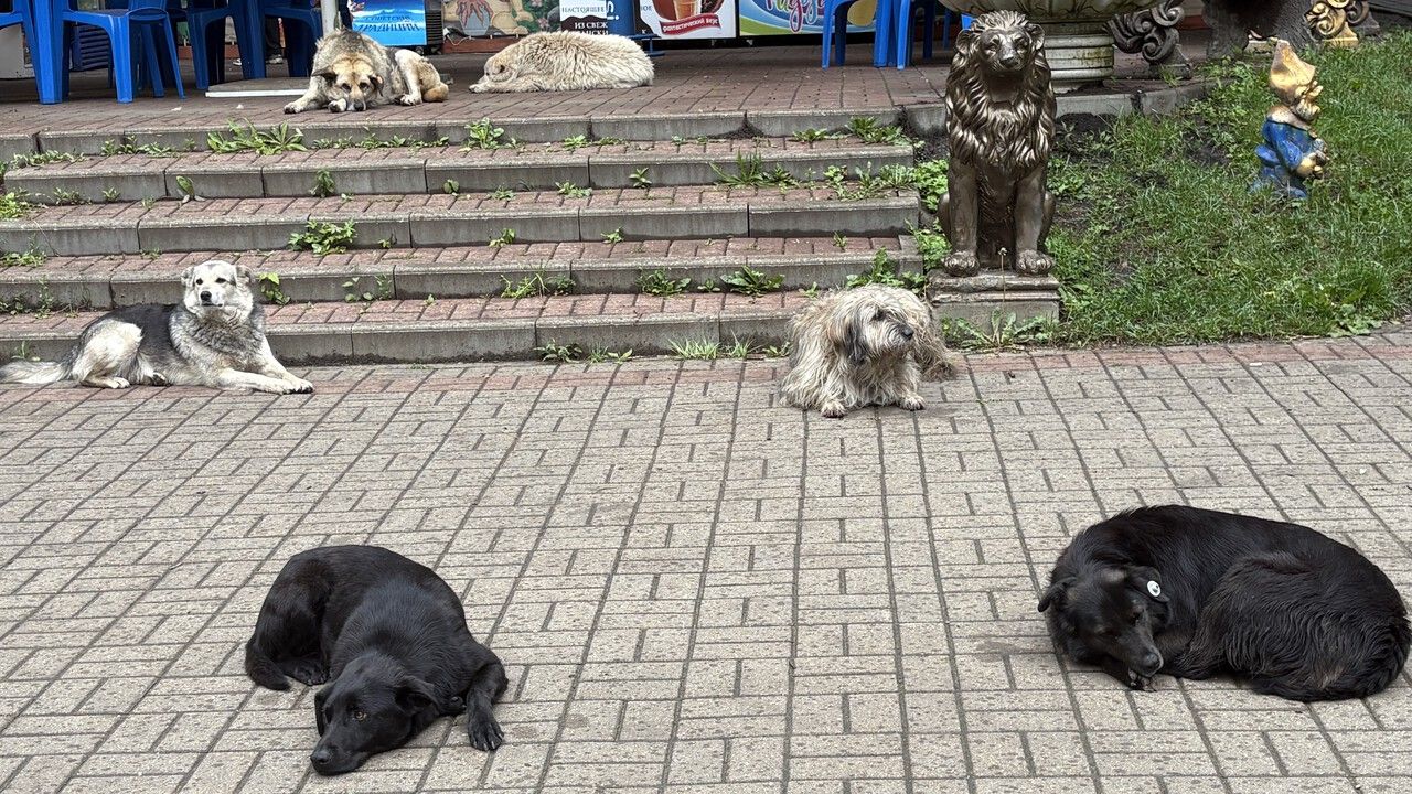 Прокуратура Красновишерска контролирует устранение нарушений в работе с безнадзорными животными