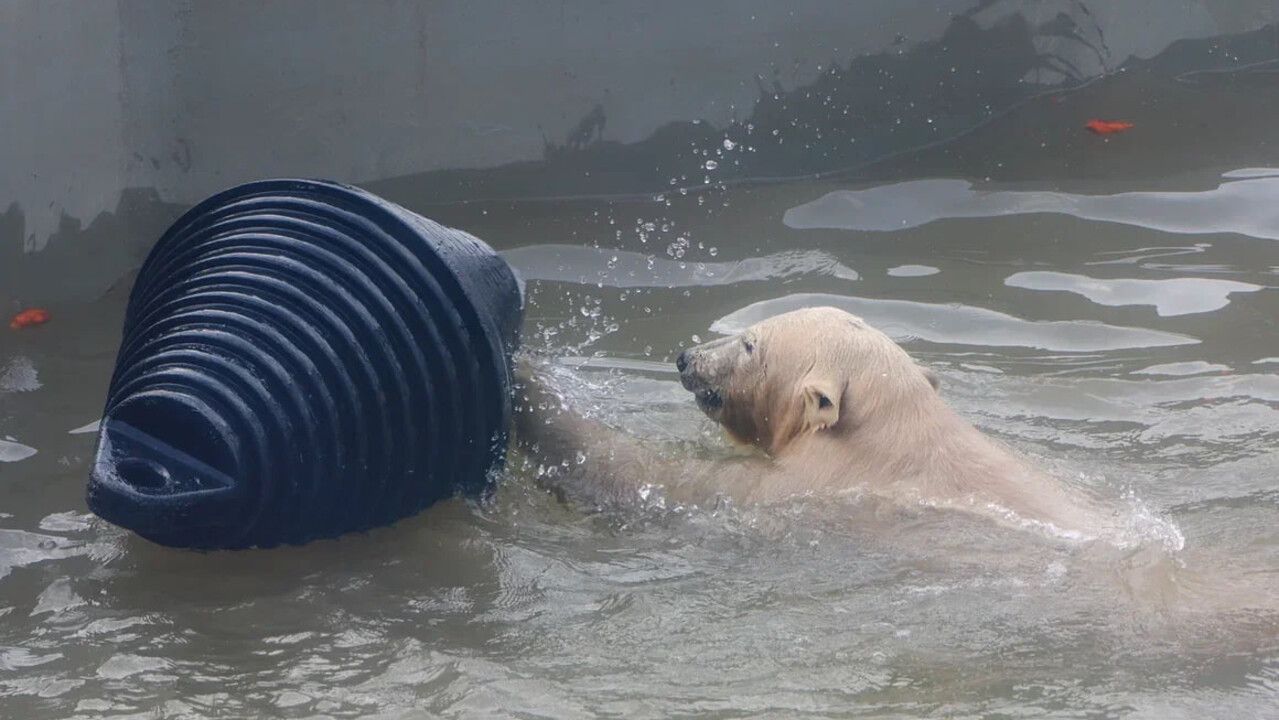 Белому медвежонку Парме из Пермского зоопарка исполнился один год