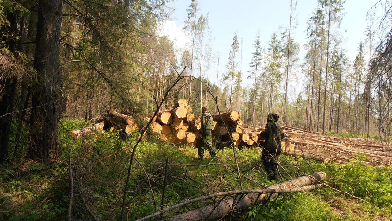 Ущерб от незаконных рубок леса, выявленных в Прикамье с начала года, оценили более чем в 96 млн рублей