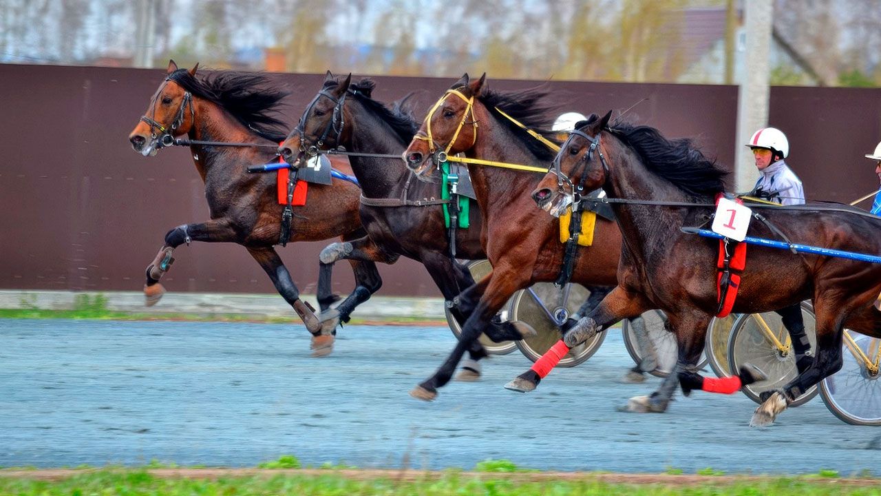 В Пермском районе пройдут всероссийские соревнования лошадей рысистых пород