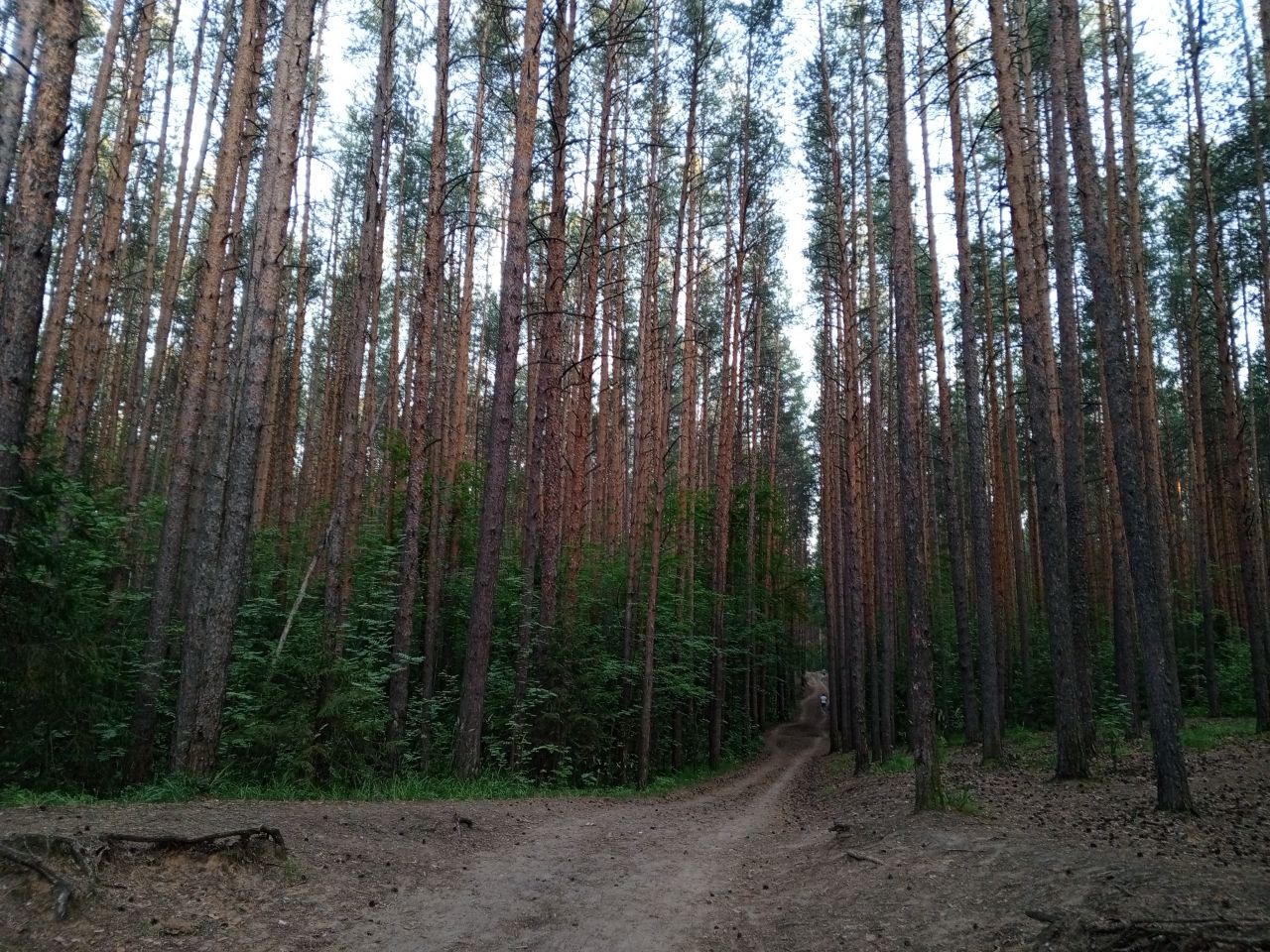 В Прикамье от клещей пострадало 327 детей