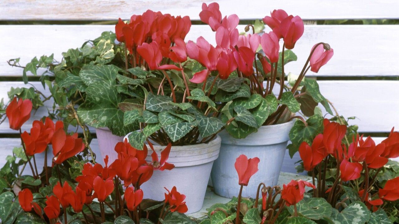 Позвольте представить: капризный прекрасный цикламен