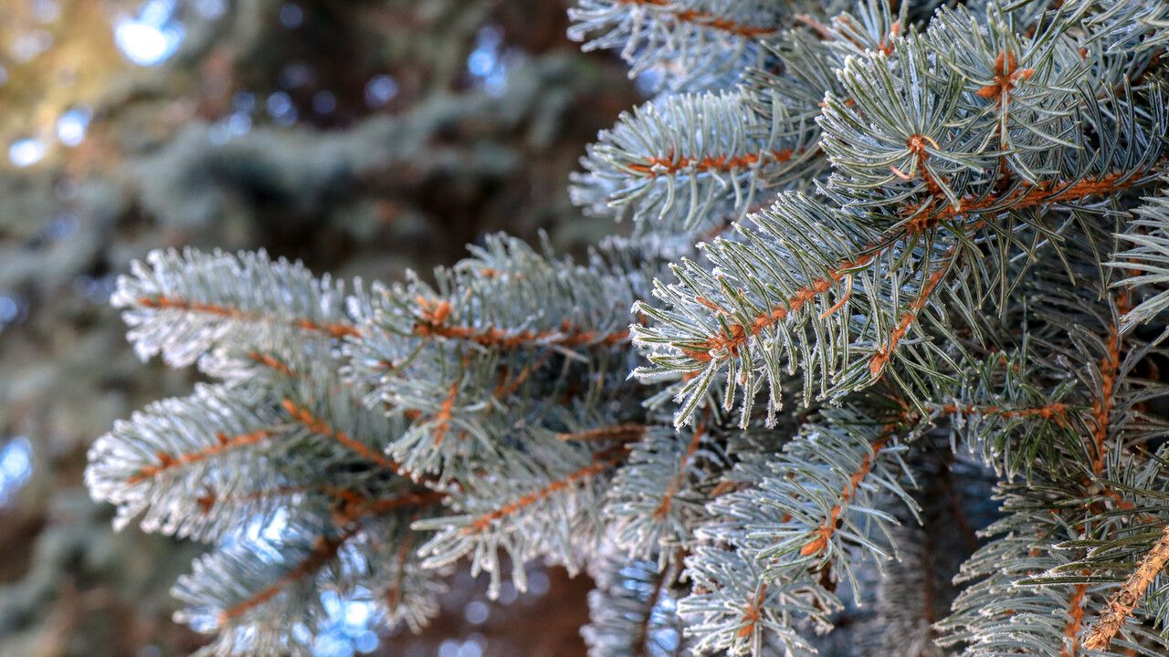 ​Ноябрь удивляет погодой: в Перми обновлен температурный рекорд 1926 года