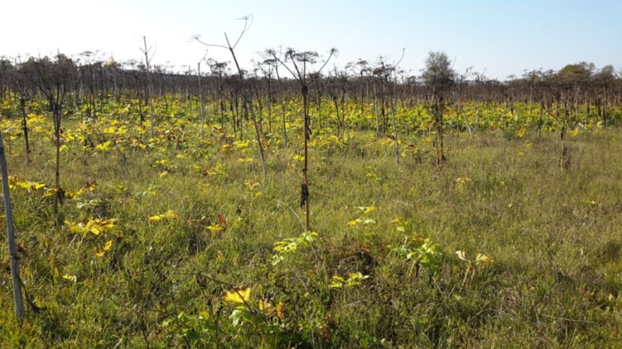 ​БПЛА помогли выявить нарушения использования сельхозземель в Пермском крае