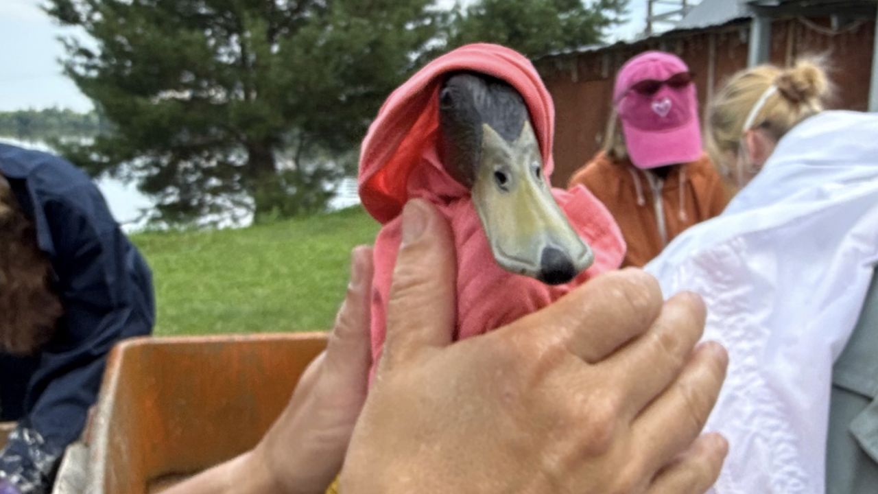Пермский зоопарк оказывает ветеринарную помощь водоплавающим птицам на реках Пыж и Мулянка