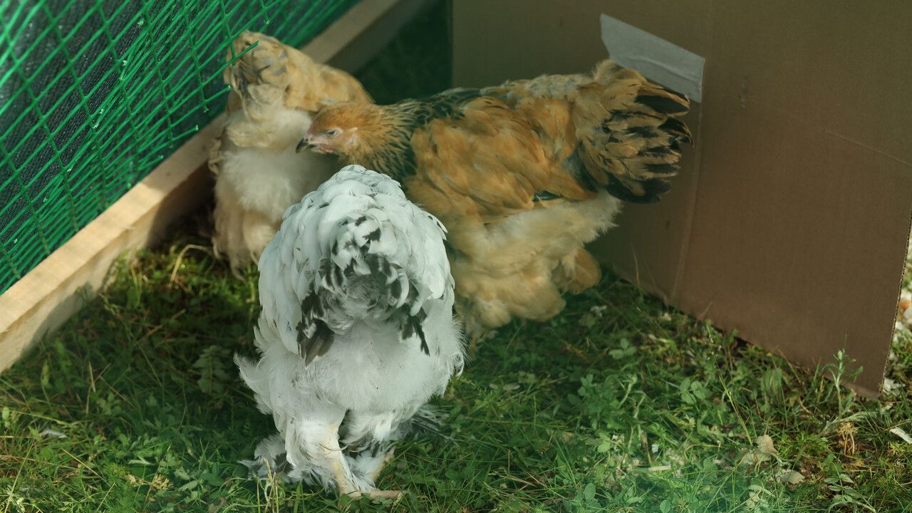 В Кишертском округе нашли неучтенных кур