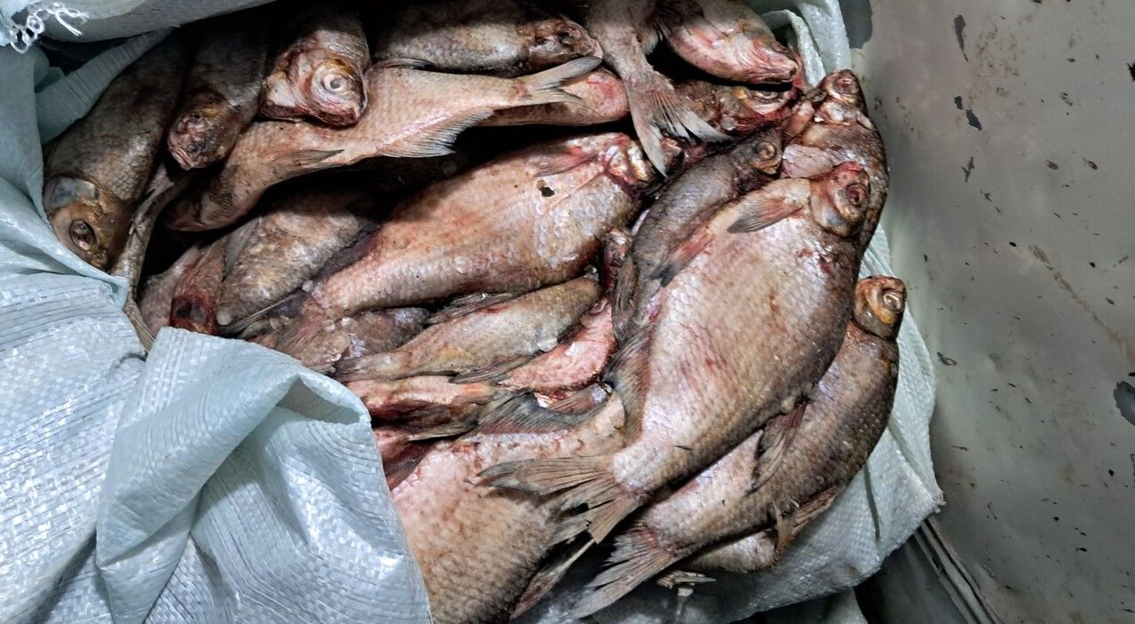 ​За хранение и продажу речной рыбы без ветеринарных документов оштрафовали компанию в Прикамье