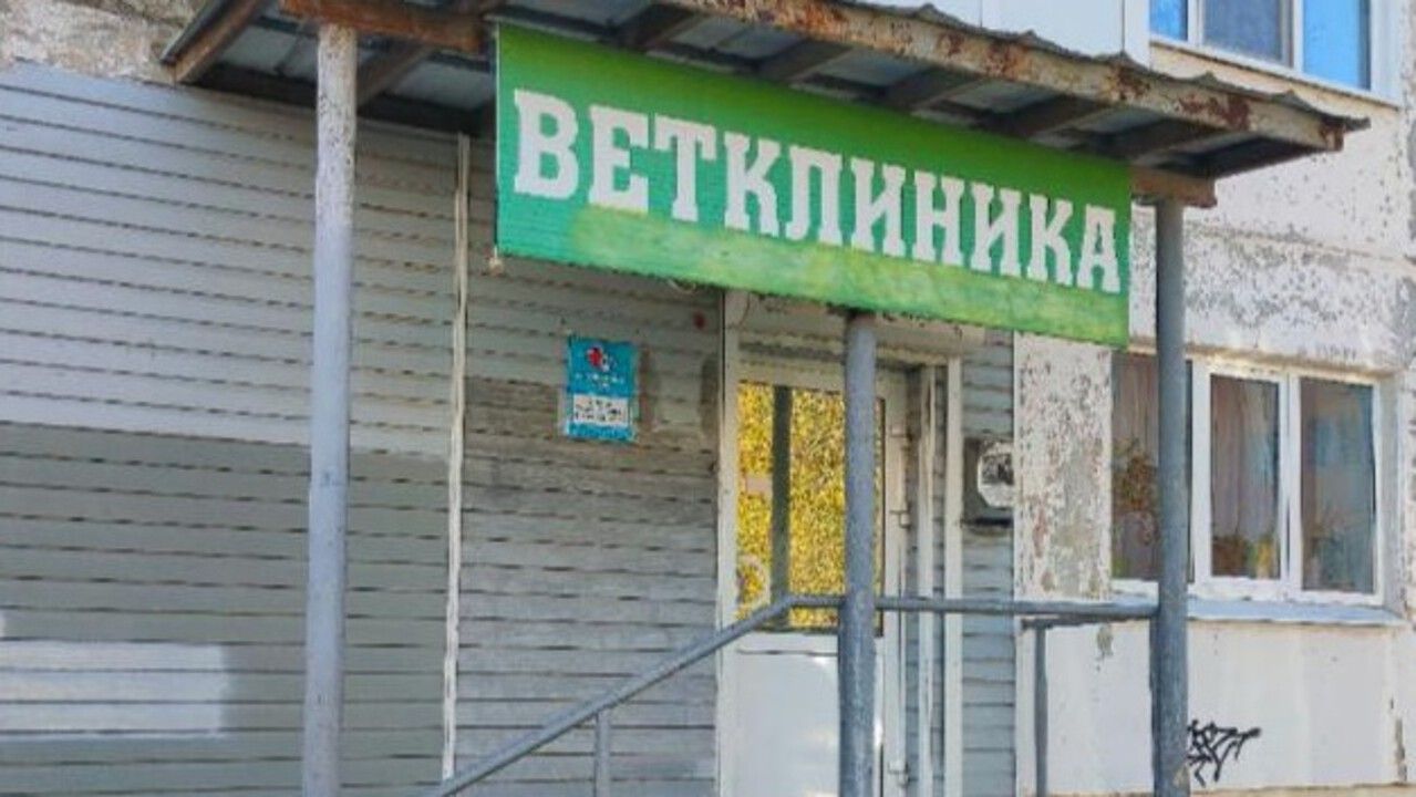 В Чусовской ветклинике нашли нарушения ветеринарных правил