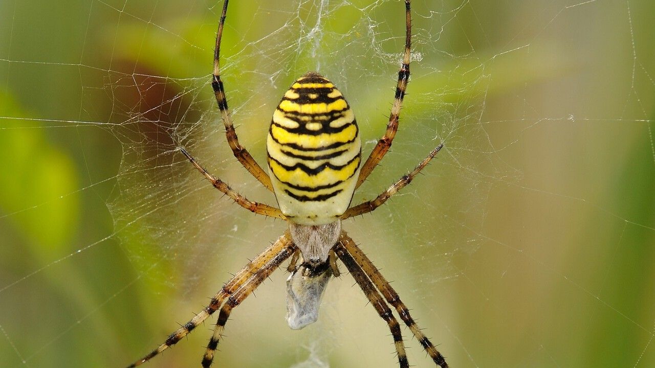 Пермские ученые завершают необычный проект. Они собрали все данные о пауках региона