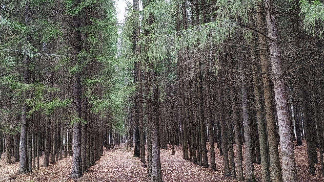 Трое жителей Губахи предстанут перед судом за незаконную рубку леса с ущербом более 4,4 млн рублей