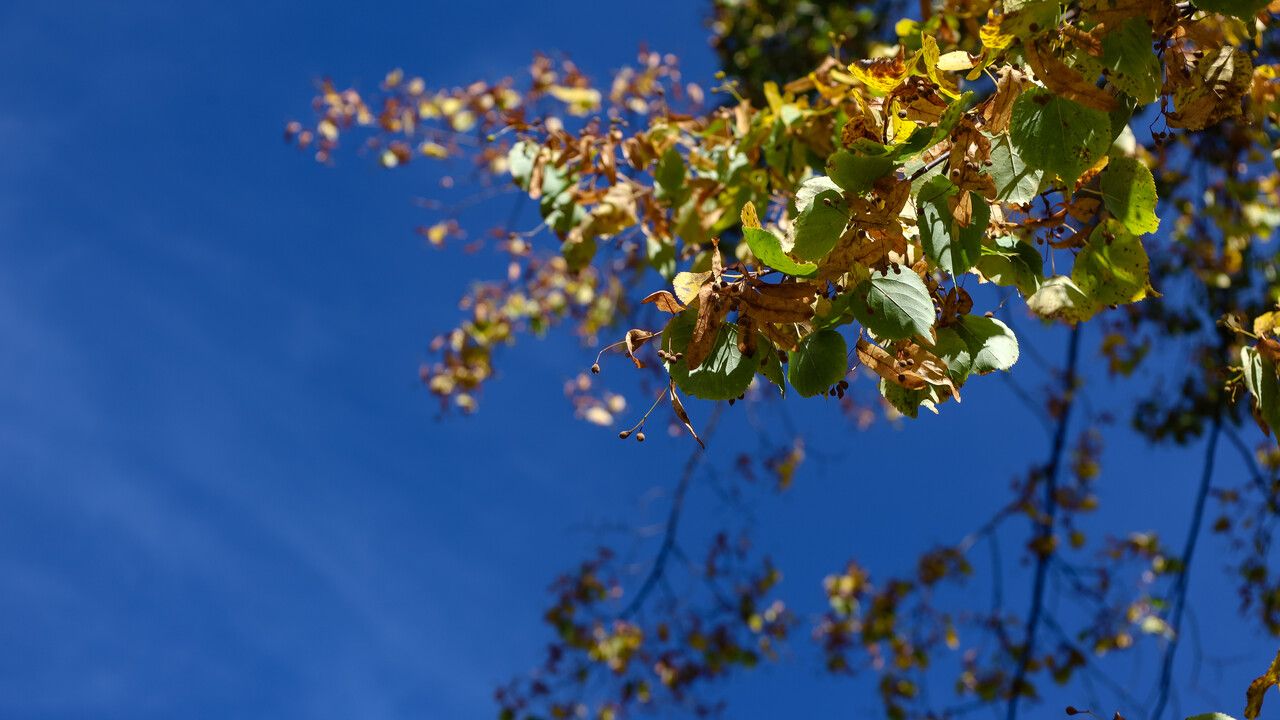 ​Тропический воздух из Сахары принесет кратковременное сентябрьское тепло в Пермский край