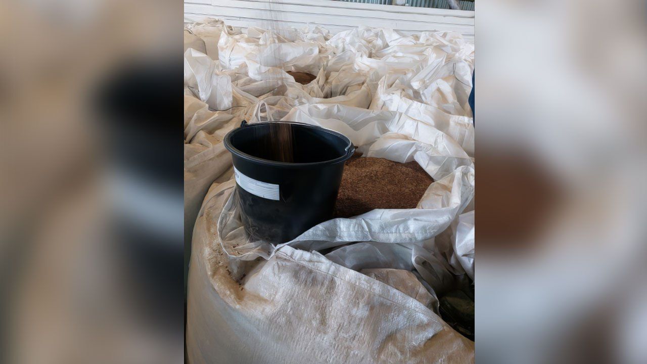 ​Пермский край экспортировал в Германию более 150 тонн семян льна