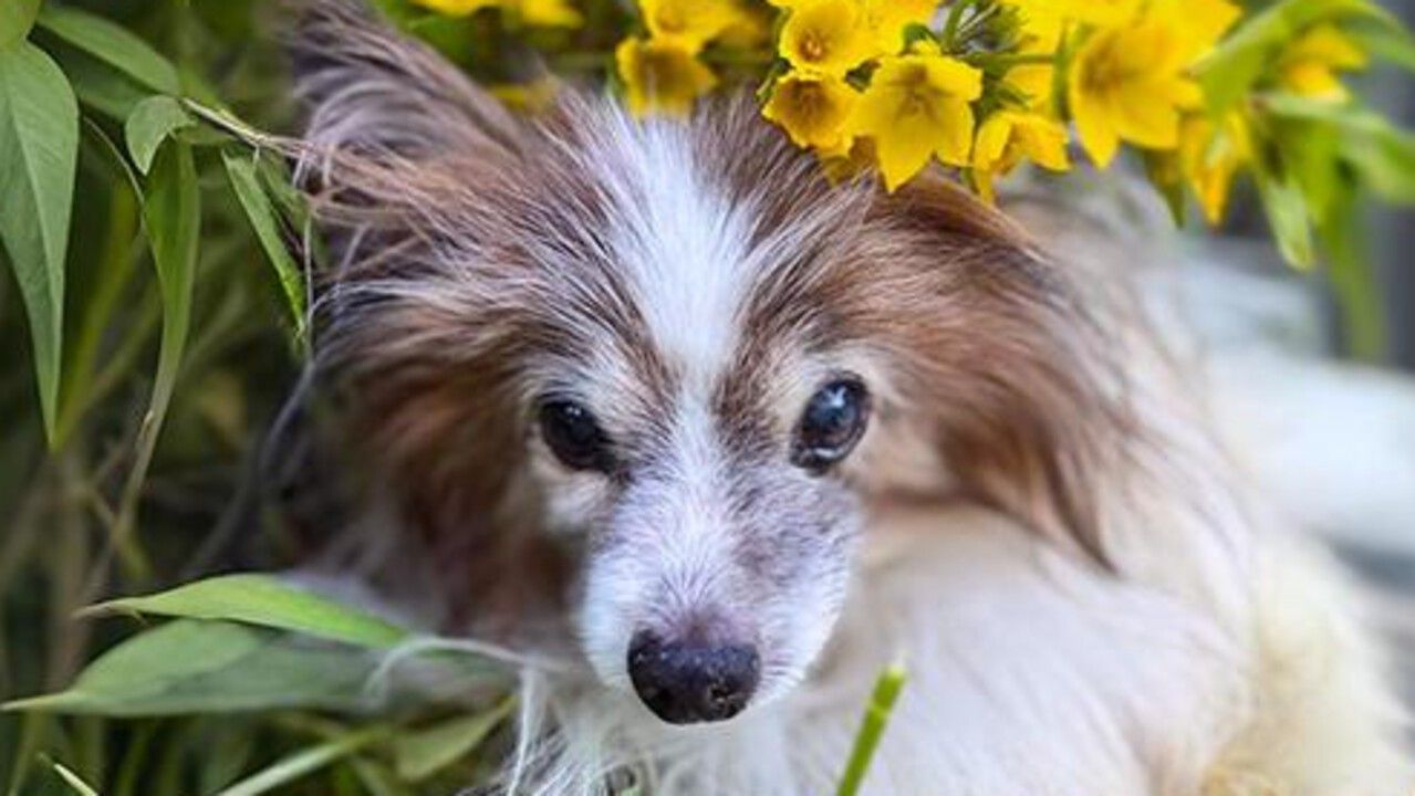​Папильон из Перми стал самым возрастным в мире представителем этой породы собак 
