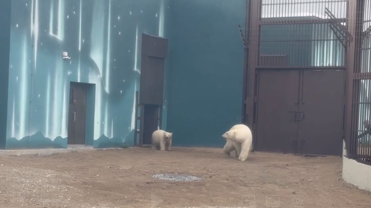 ​Белые медведицы Мила и Парма переехали в новый Пермский зоопарк