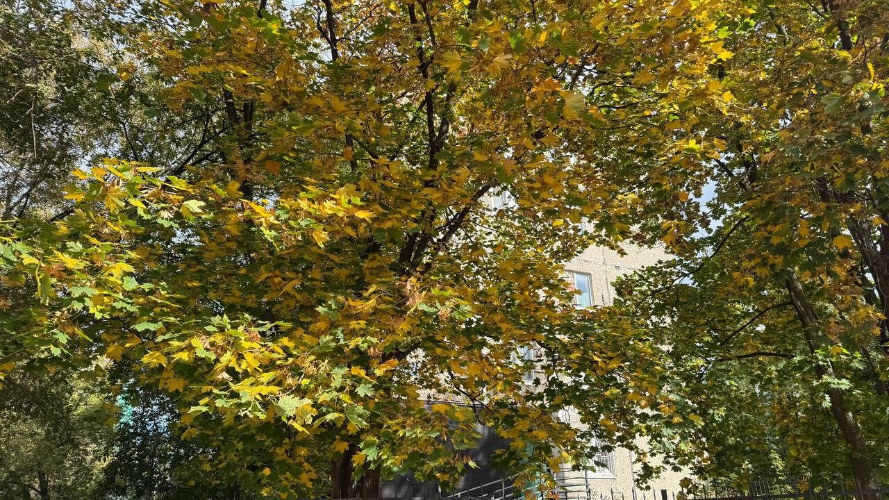 Пермь встретила середину октября с рекордными +19,1 градуса