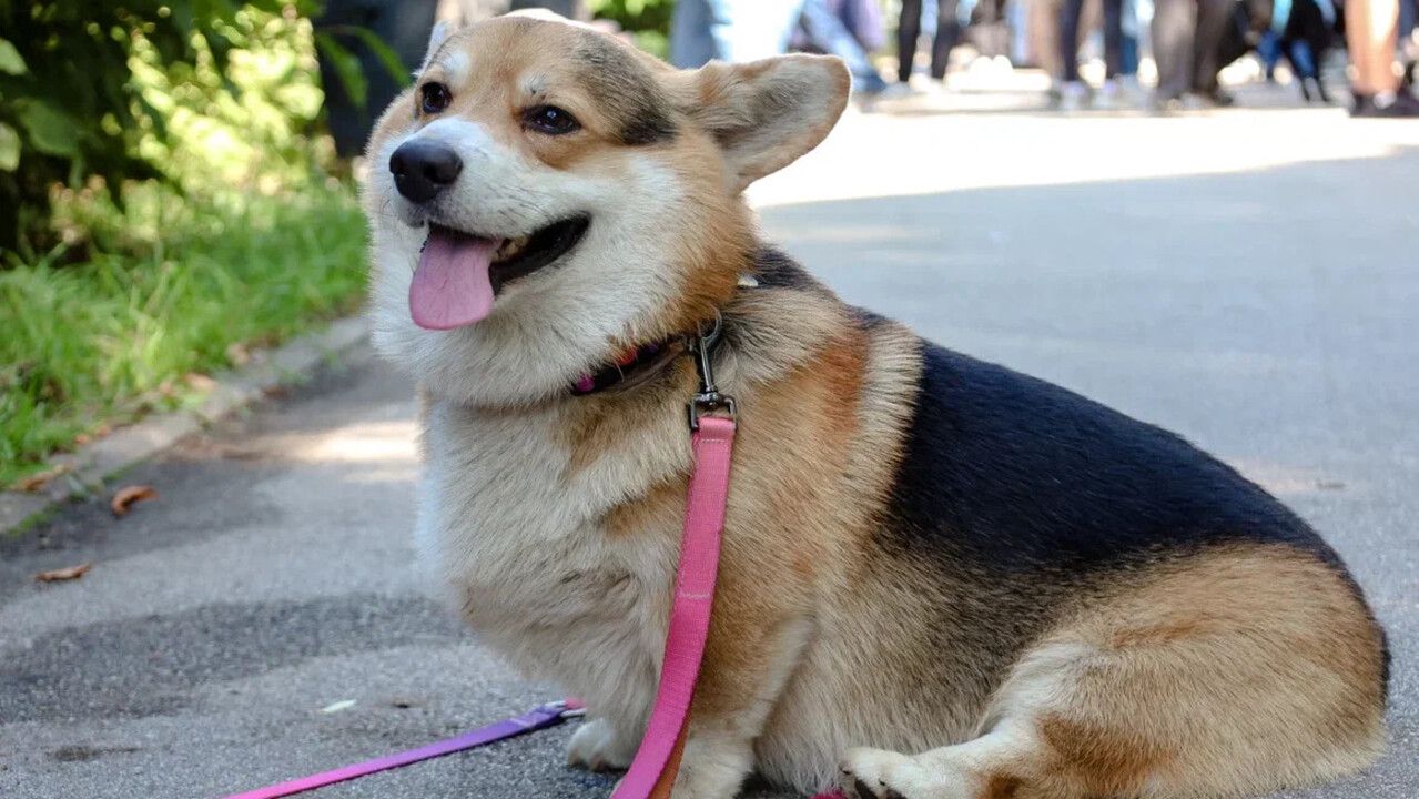 «Собака-обнимака» собрала у Оперного несколько тысяч пермяков 