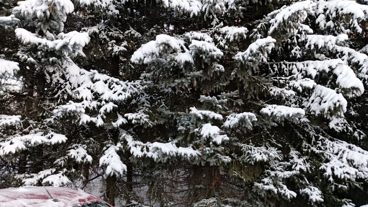 ​Конец декабря в Прикамье пройдет с умеренными морозами