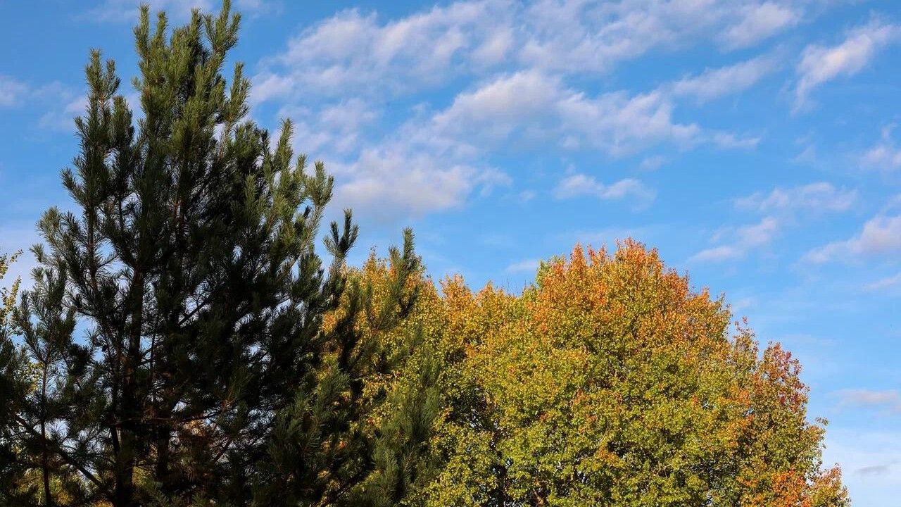 Антициклон принесет в Пермский край сухую и теплую неделю