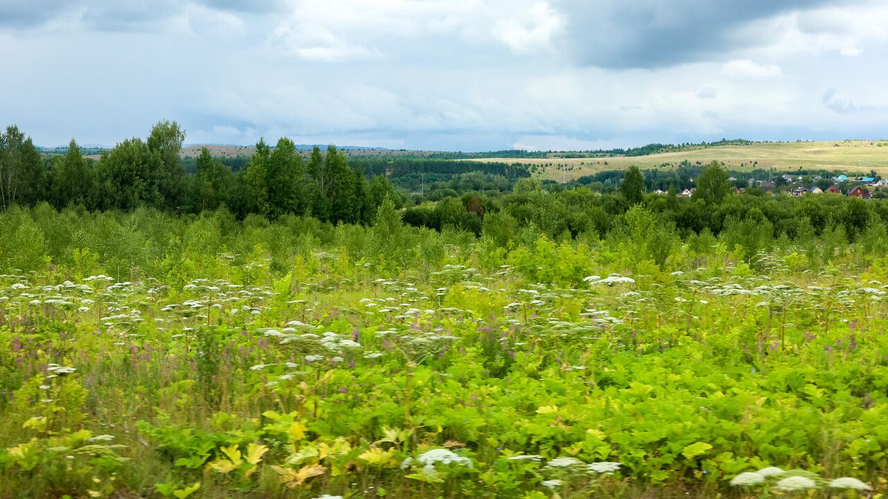 Суд обязал пермскую землевладелицу очистить участок от борщевика