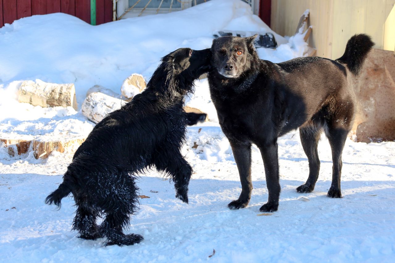 Кусание у собак и кошек – далеко не всегда знак агрессии. Фото: Елена Майорова
