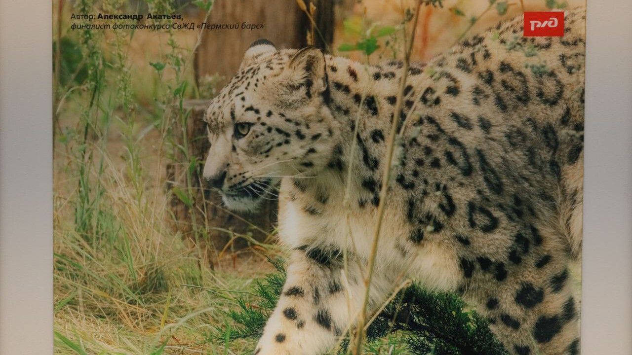 Барсы отправились в поездку