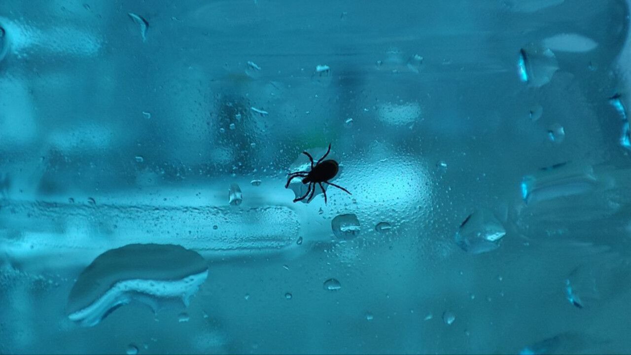 ​Более 270 жителей Прикамья обратились к врачам после укусов клещей с начала сезона