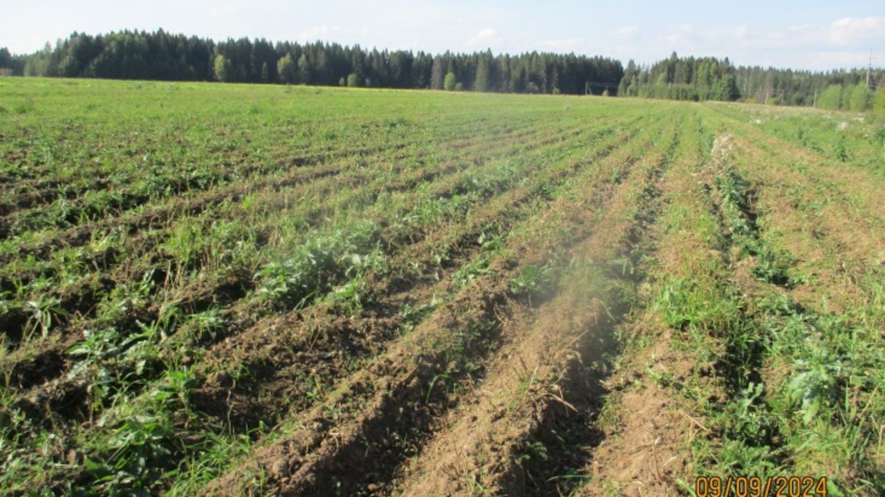 В Кунгурском округе поля обработали пестицидами без уведомления пчеловодов