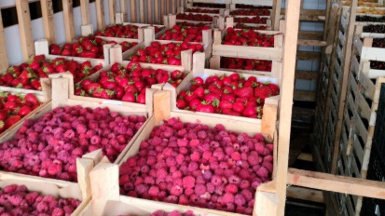 ​В Пермский край с начала года ввезено почти 56 тонн ягод и фруктов из Кыргызстана