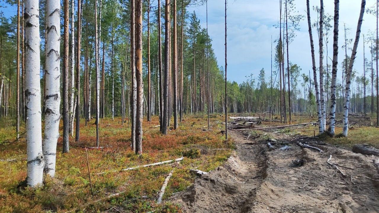 ​Уголовное дело о незаконной рубке леса возбуждено в Красновишерском округе