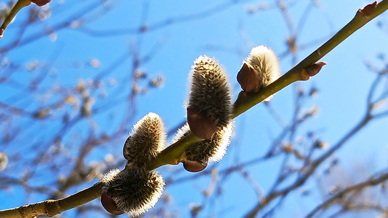 Апрель в Прикамье ожидается теплым с редкими дождями