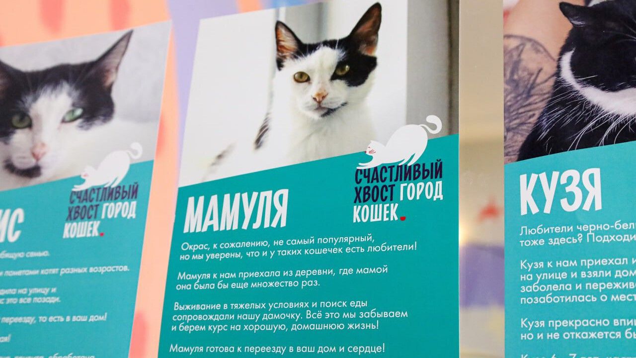 ​Дом для кошки Мамули: проверяем теорию шести рукопожатий