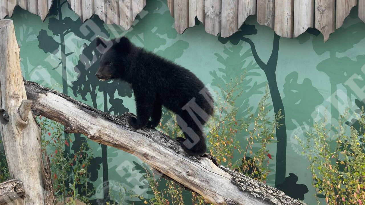 В Пермском зоопарке появился новый обитатель — шестимесячная медведица, спасенная в Приморье