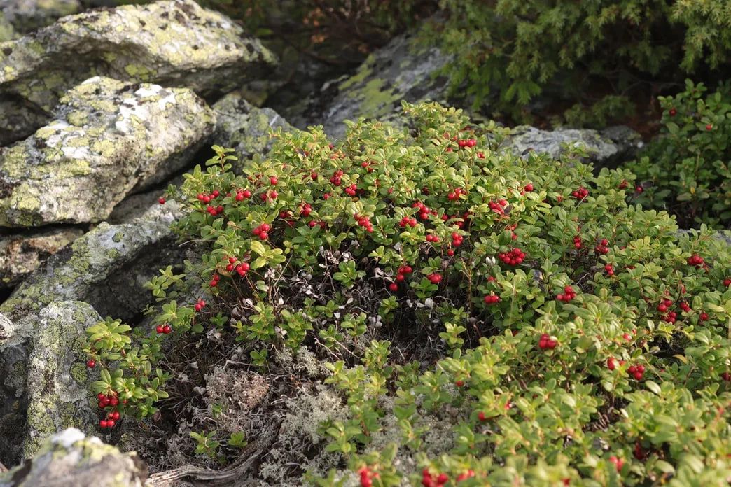 Фото: автор текста