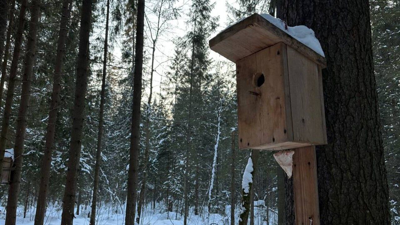 ​Аномальное потепление пришло в Прикамье