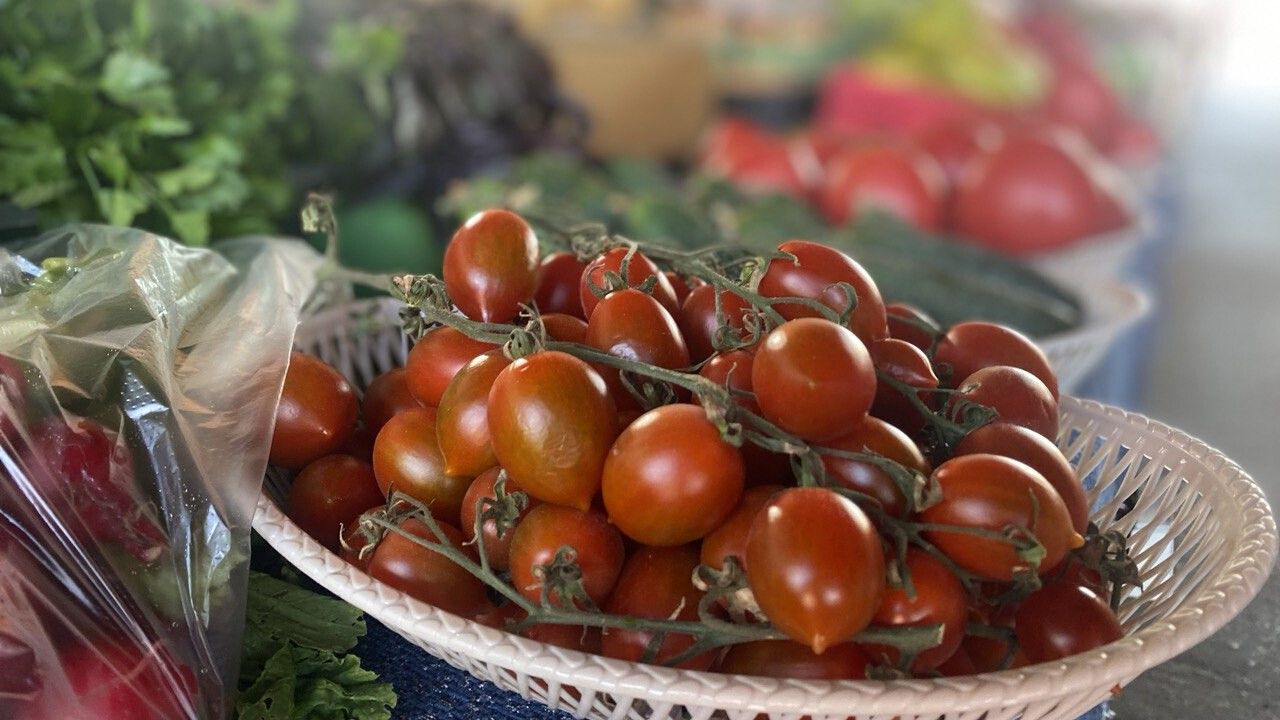 Как выбрать, какие помидоры посадить на огороде